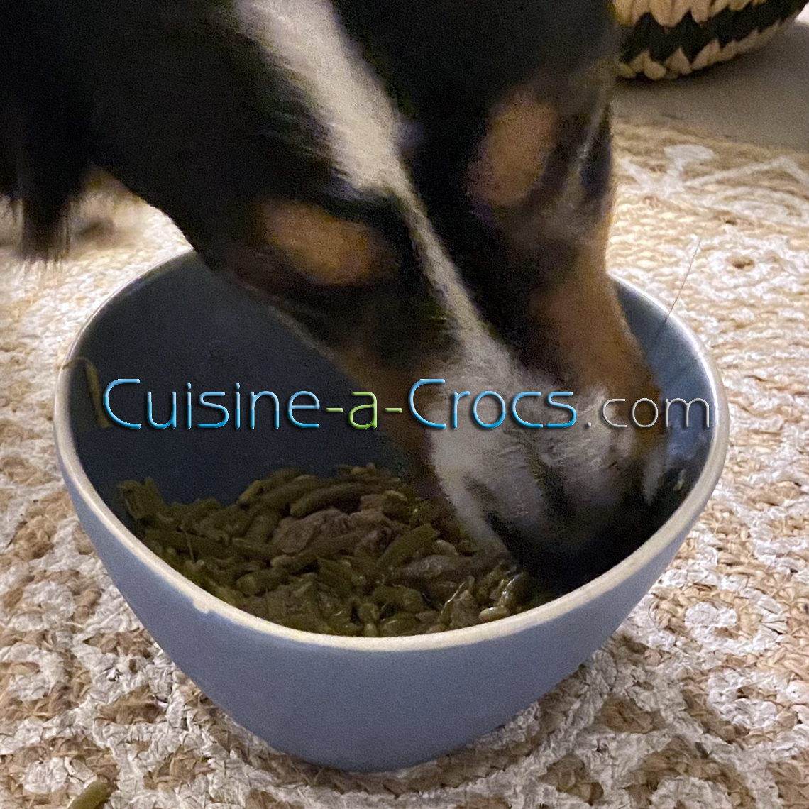 ration ménagère pour un chien